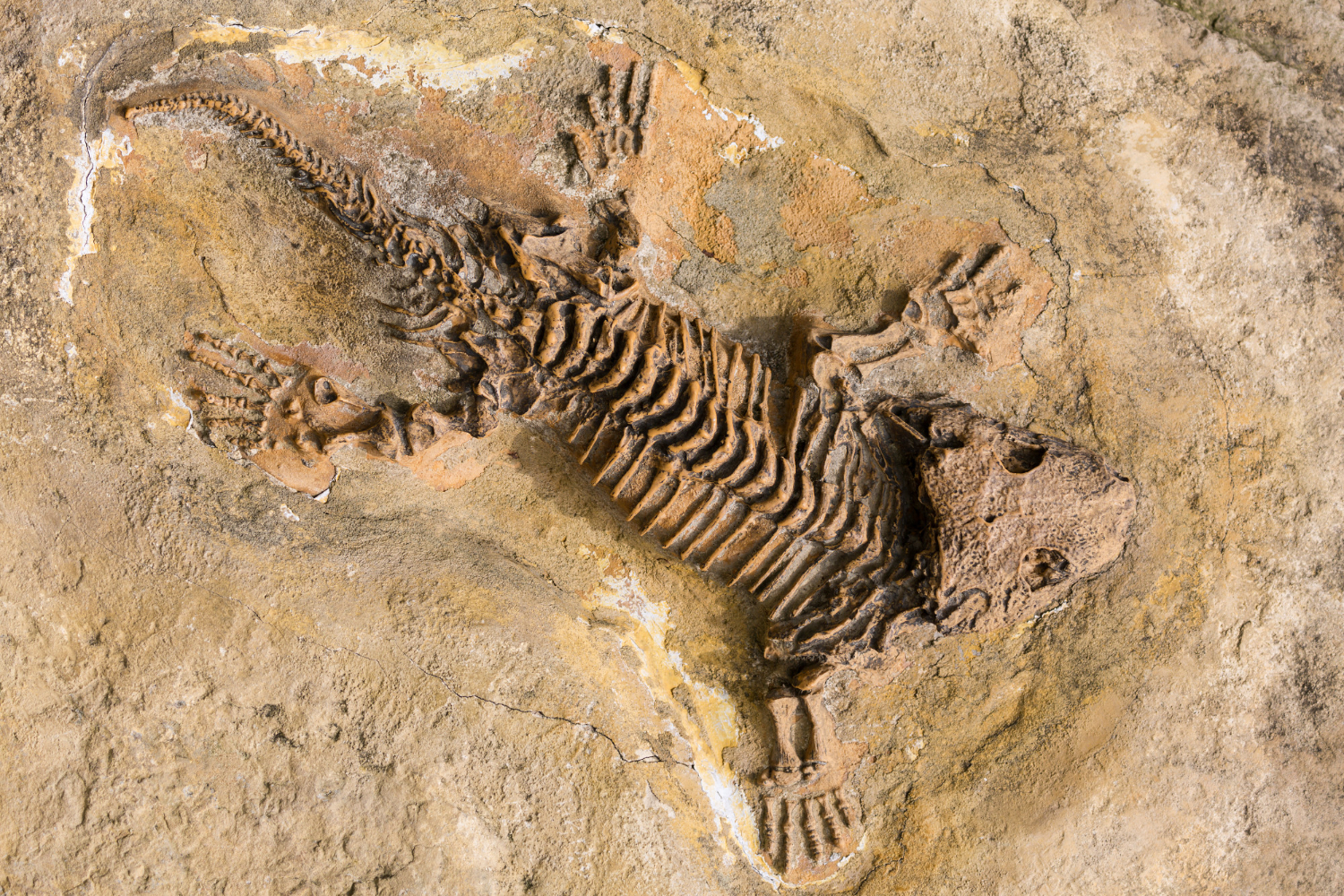 fossil