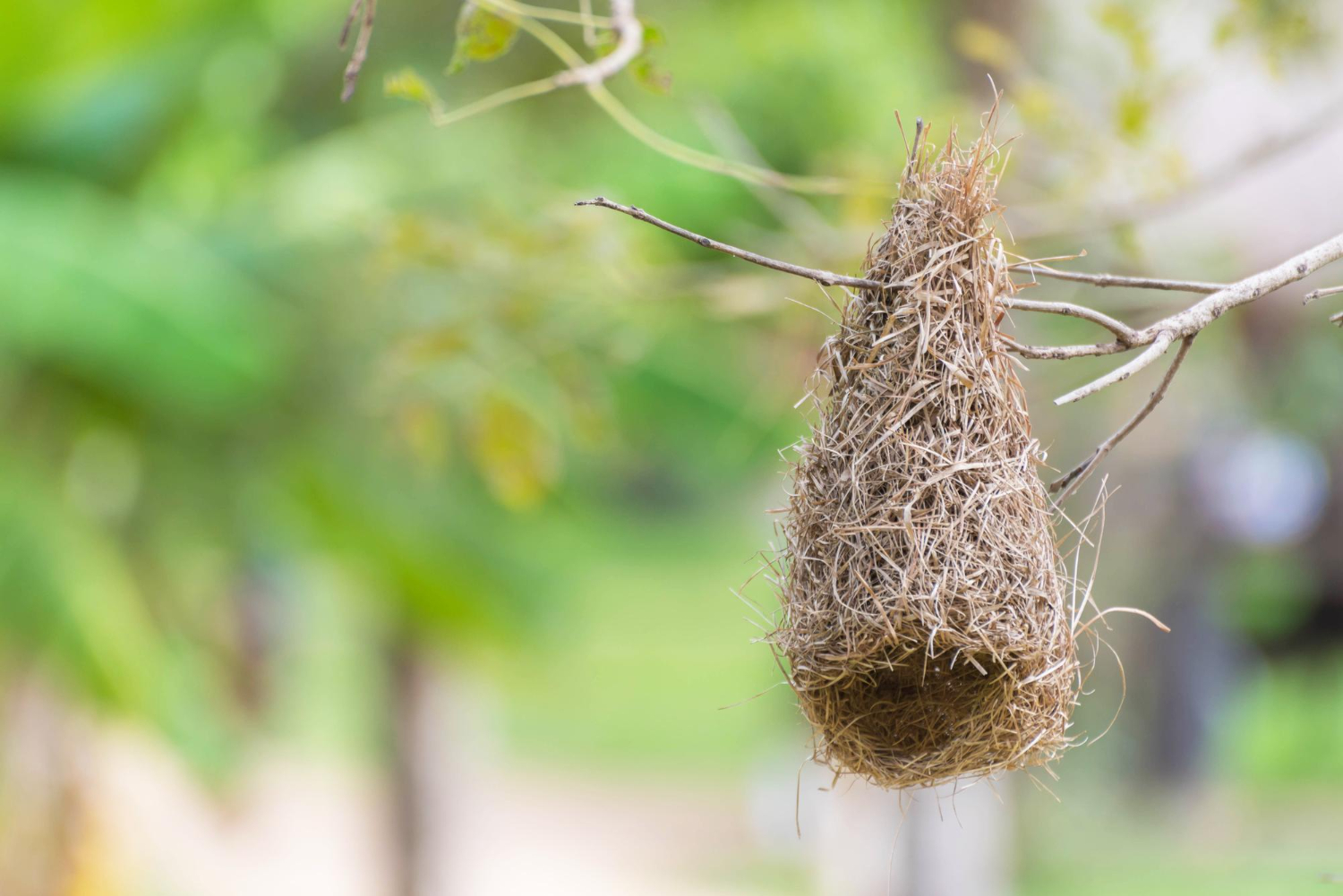 bird eggs nest