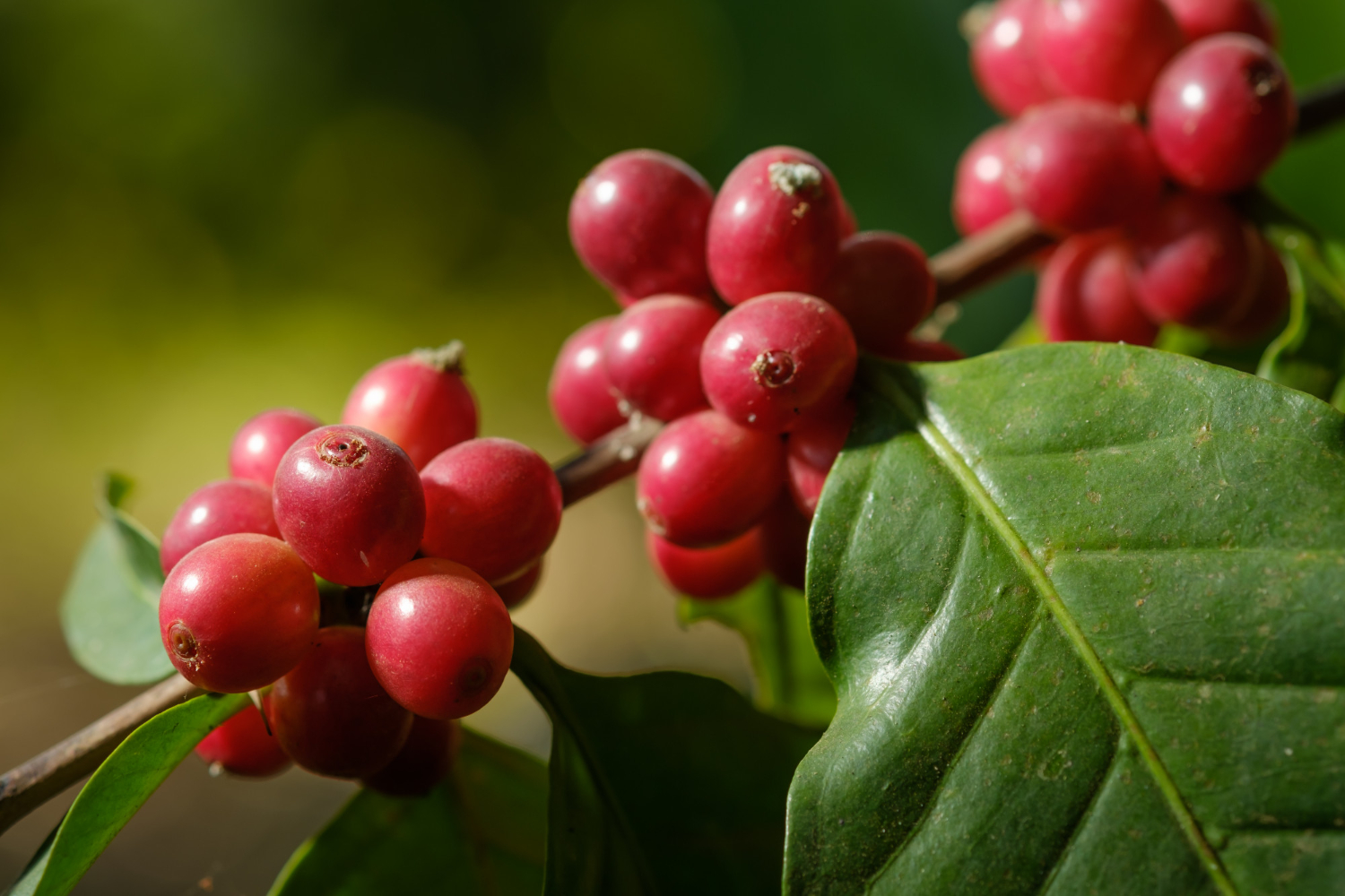 Coffee Cherries