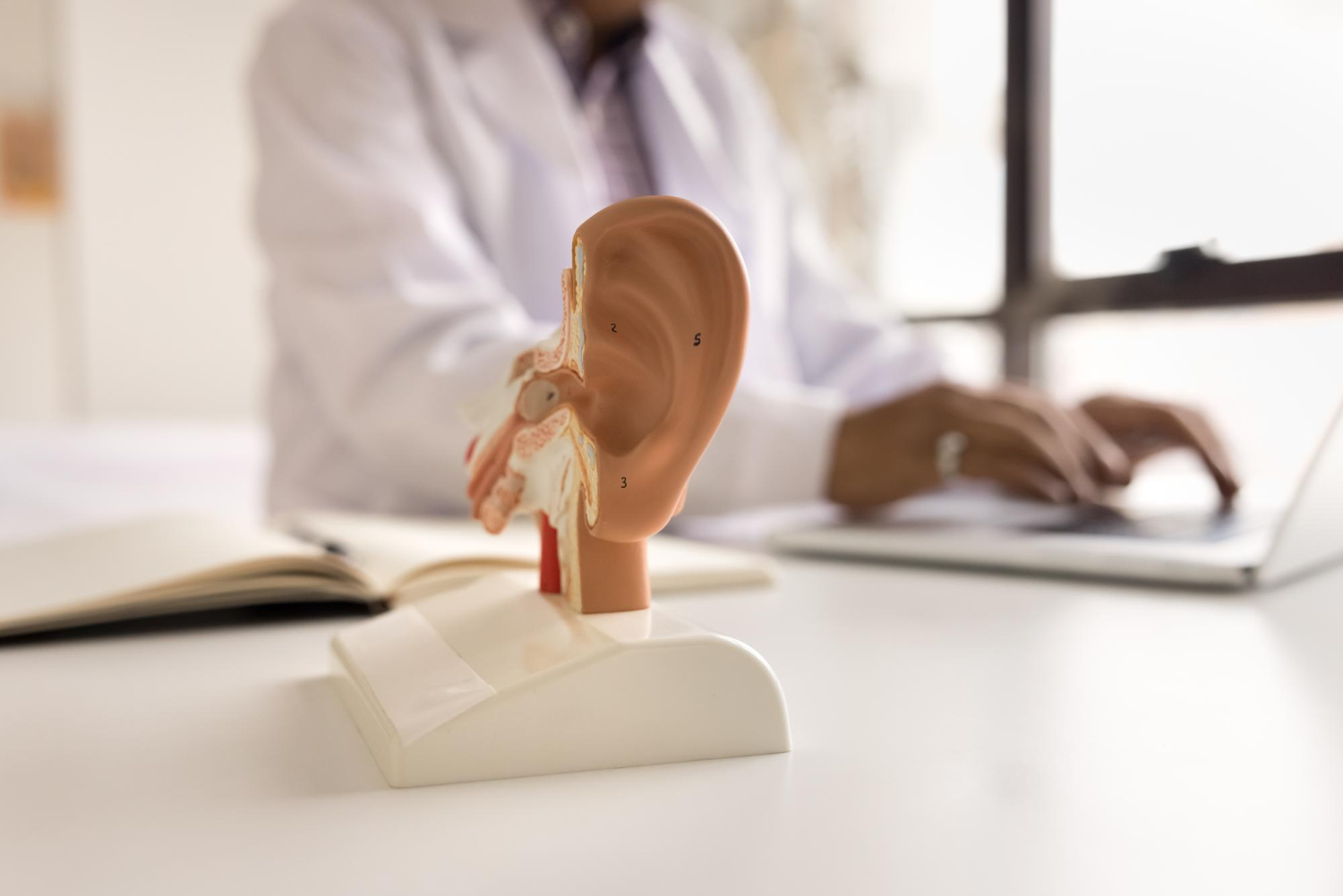 human ear