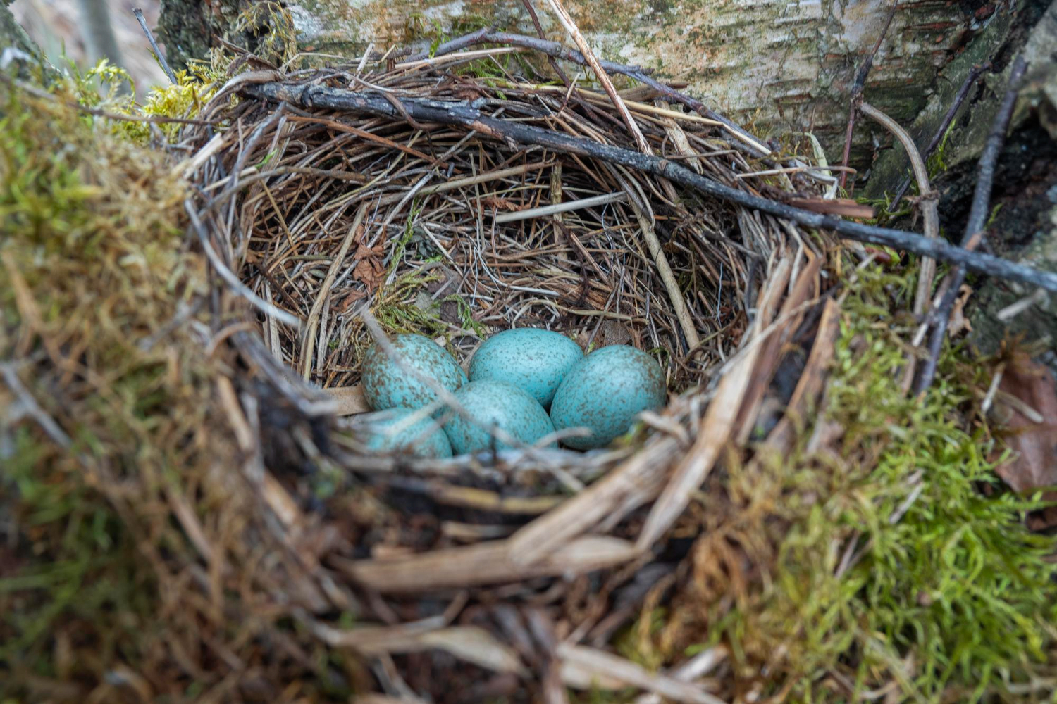 bird eggs nest