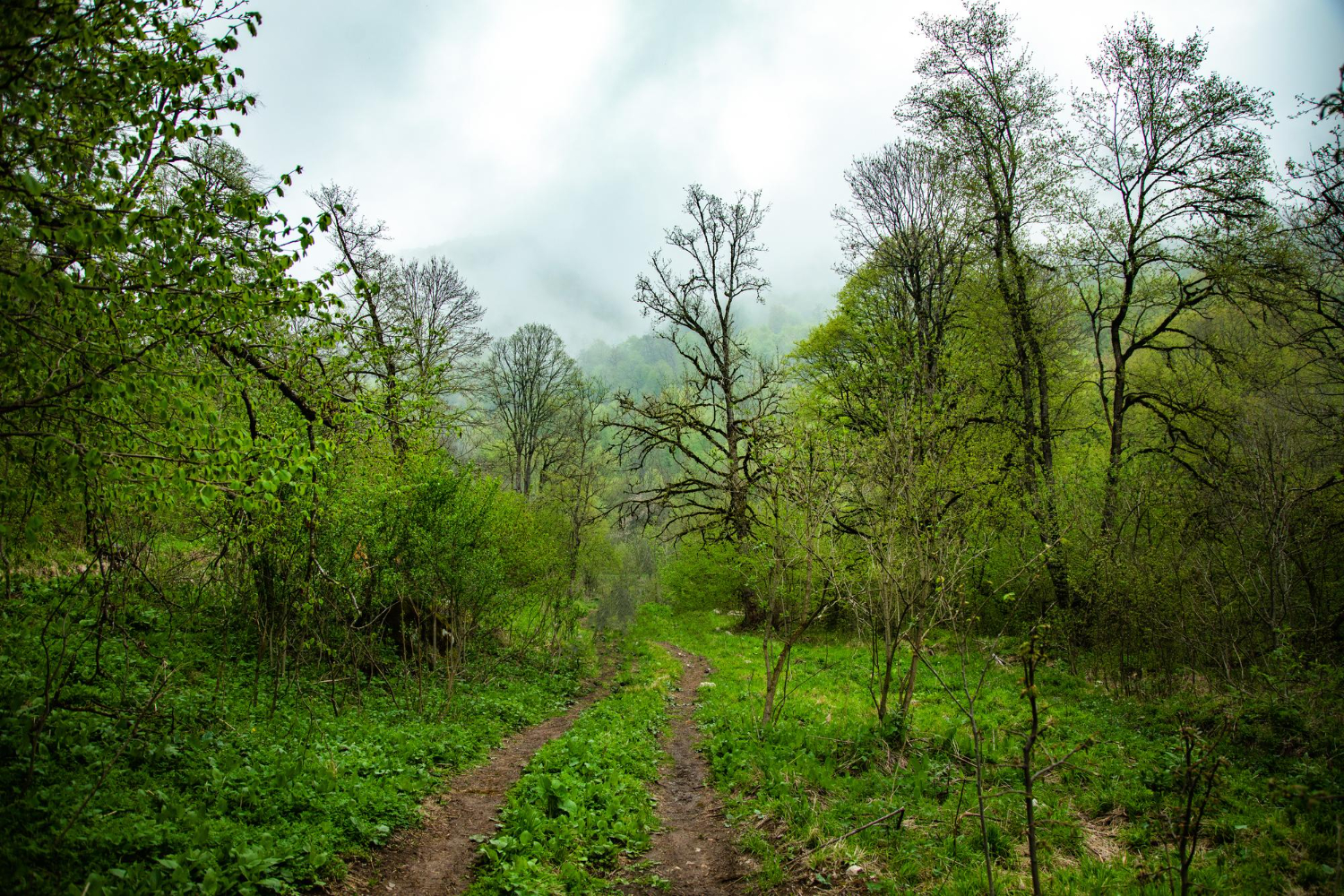 Forest