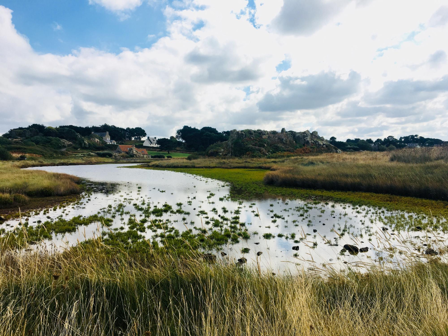 wetland