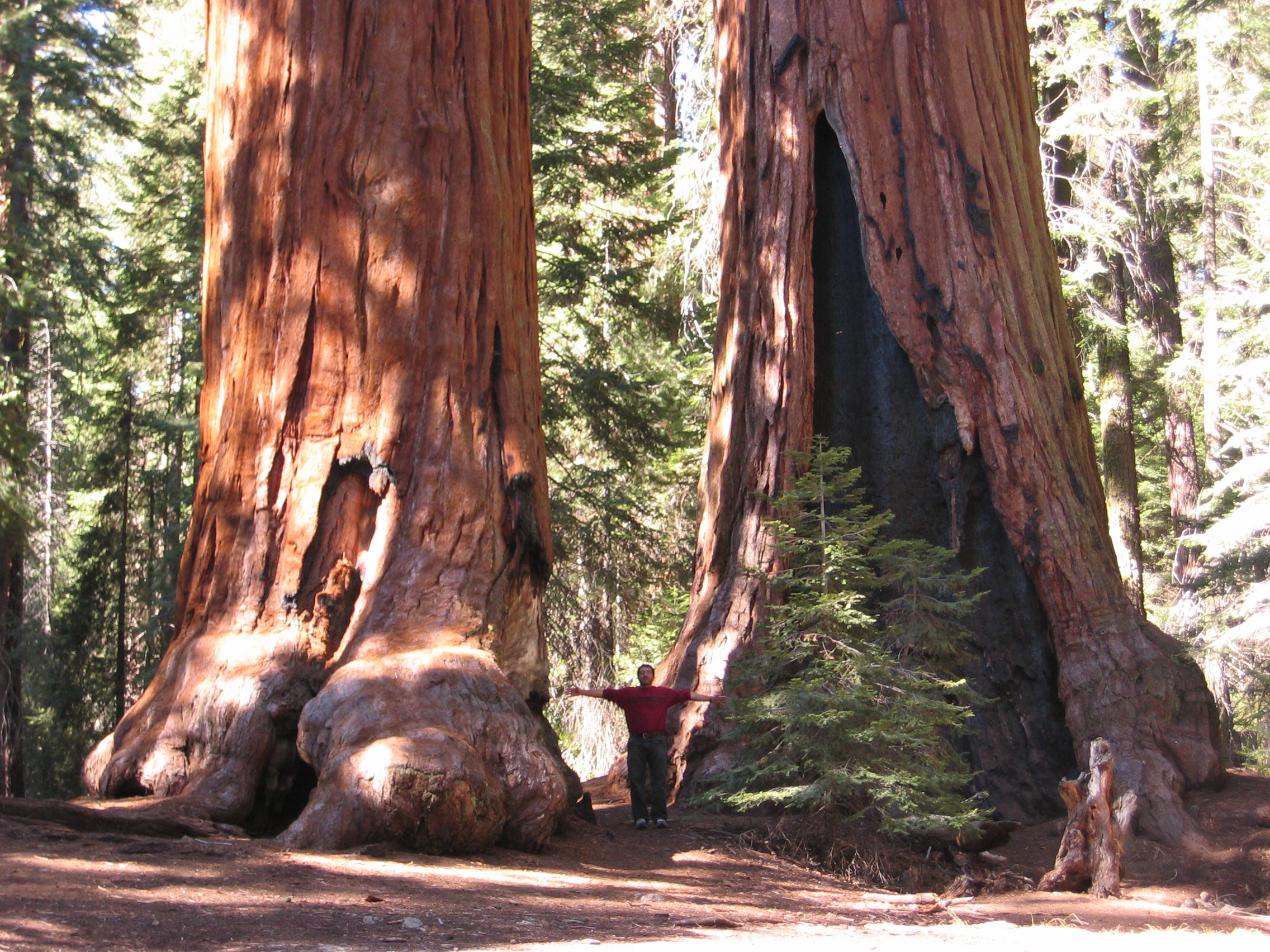 The Giant Sequoias of California