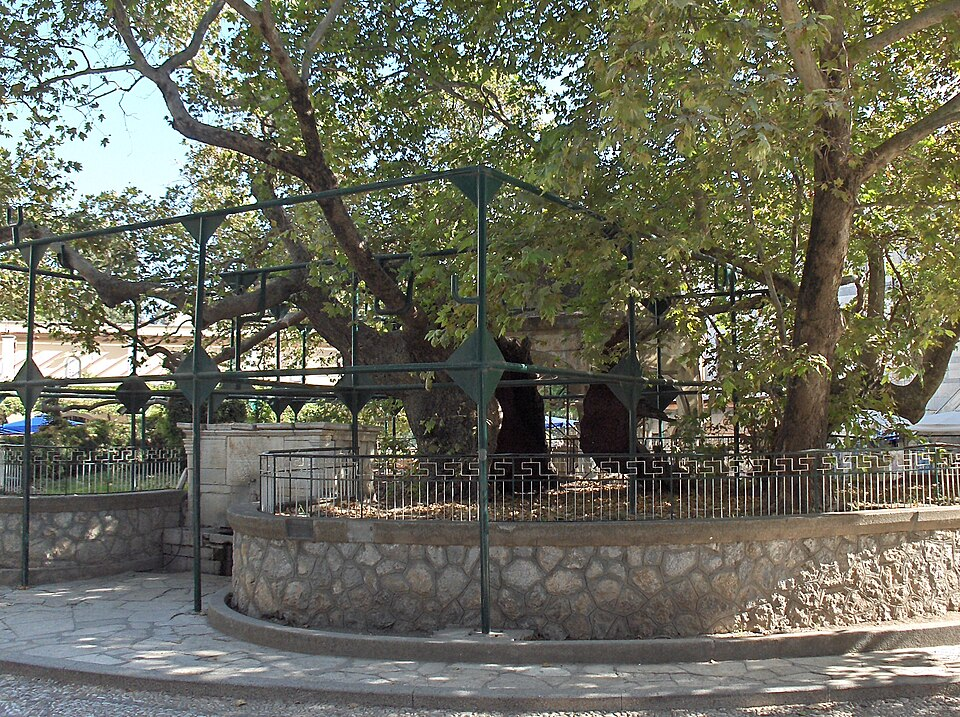 The Tree of Hippocrates, Kos