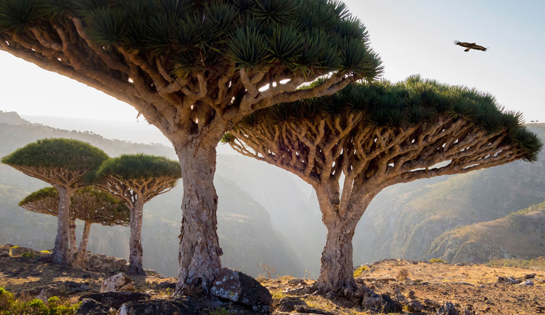 The Dragon Blood Trees of Socotra