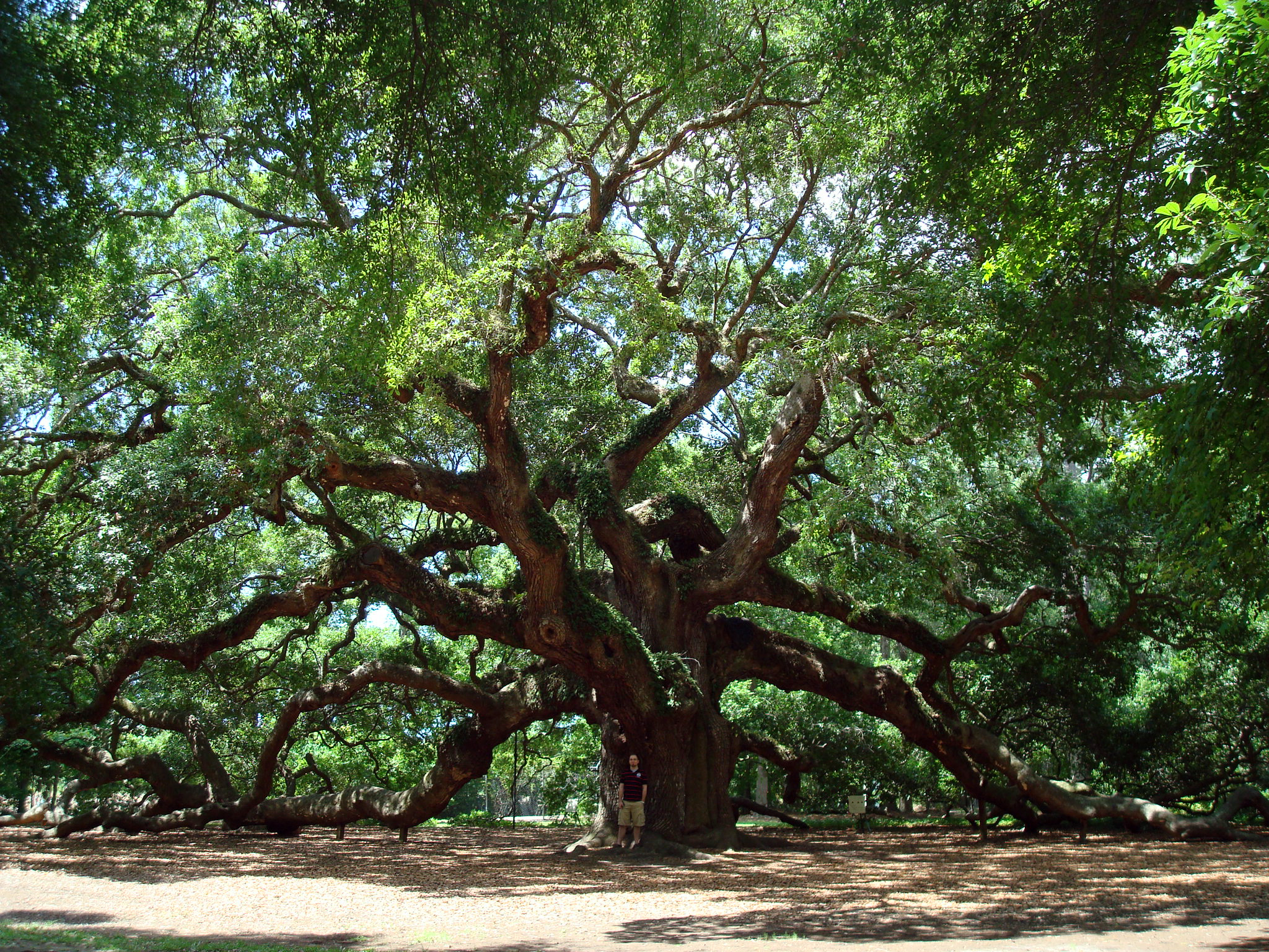 The Angel Oak, South Carolina