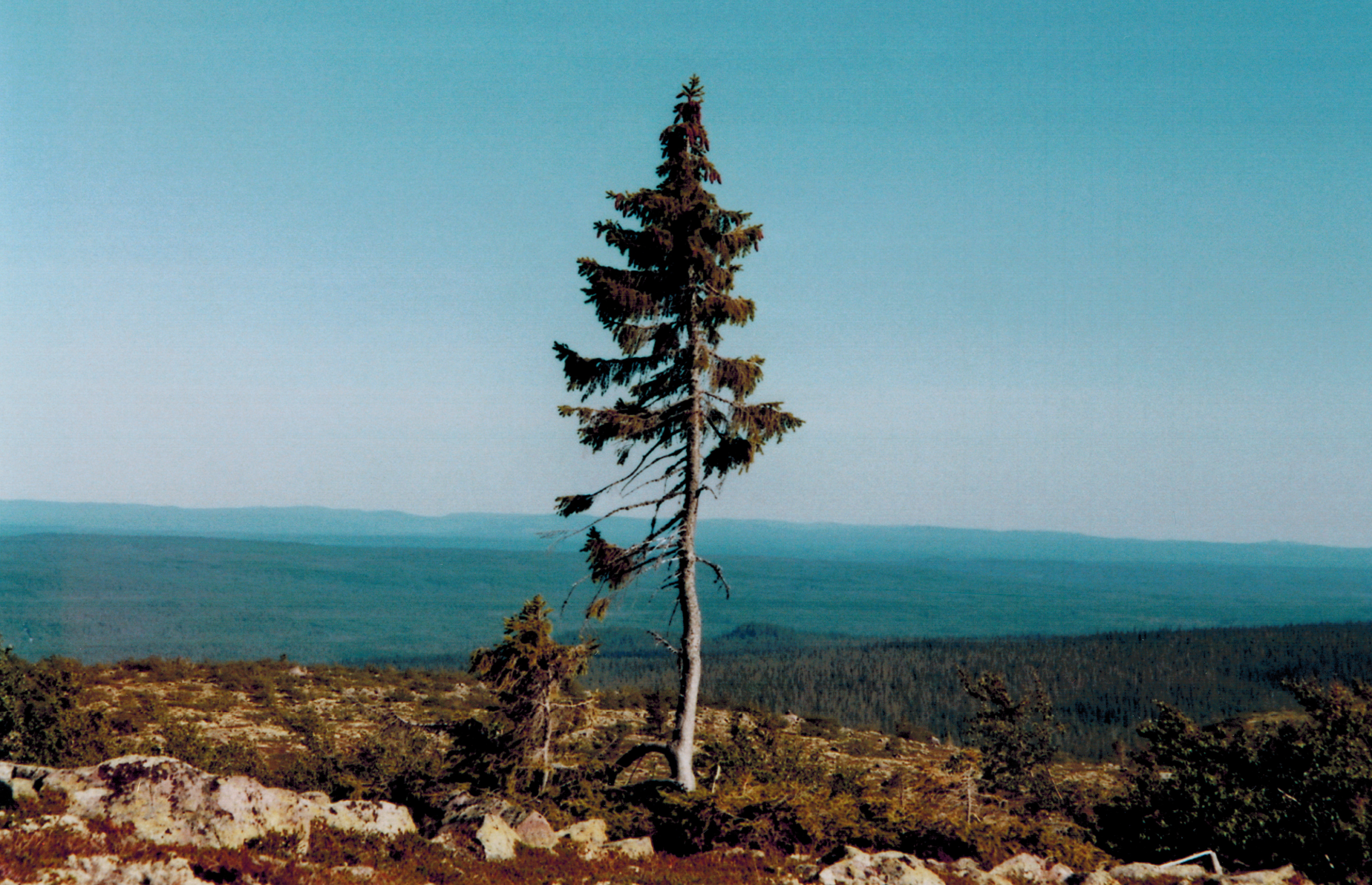 Old Tjikko