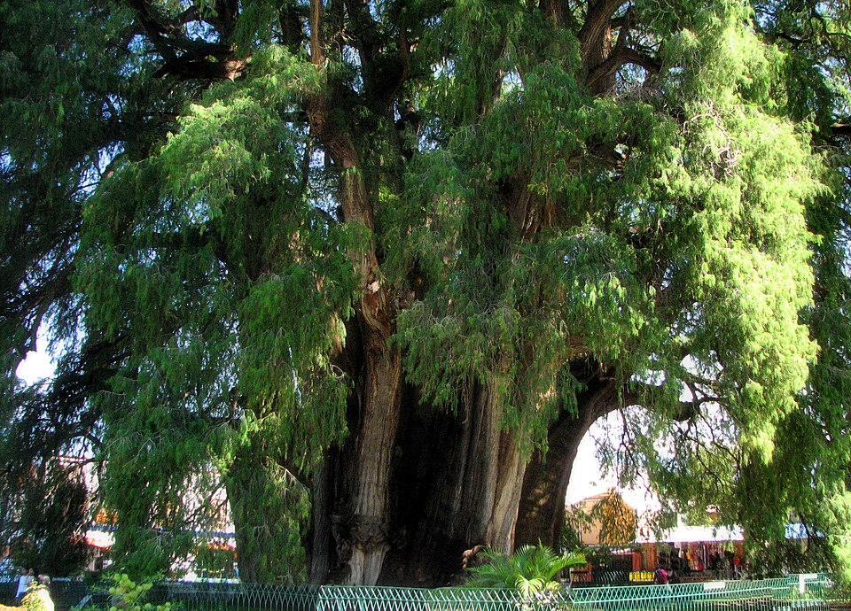 The Tule Tree