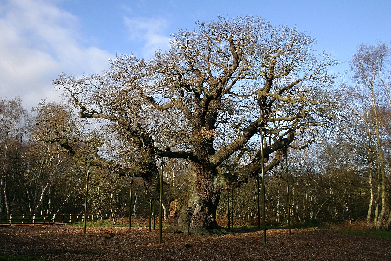 The Major Oak
