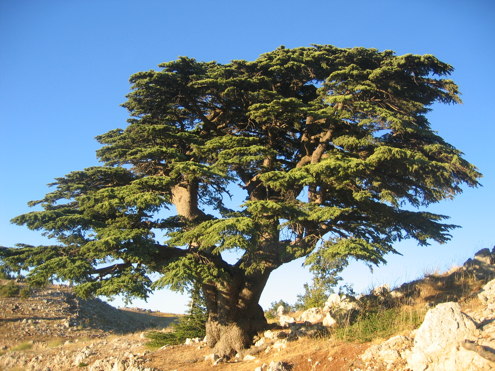The Cedars of Lebanon