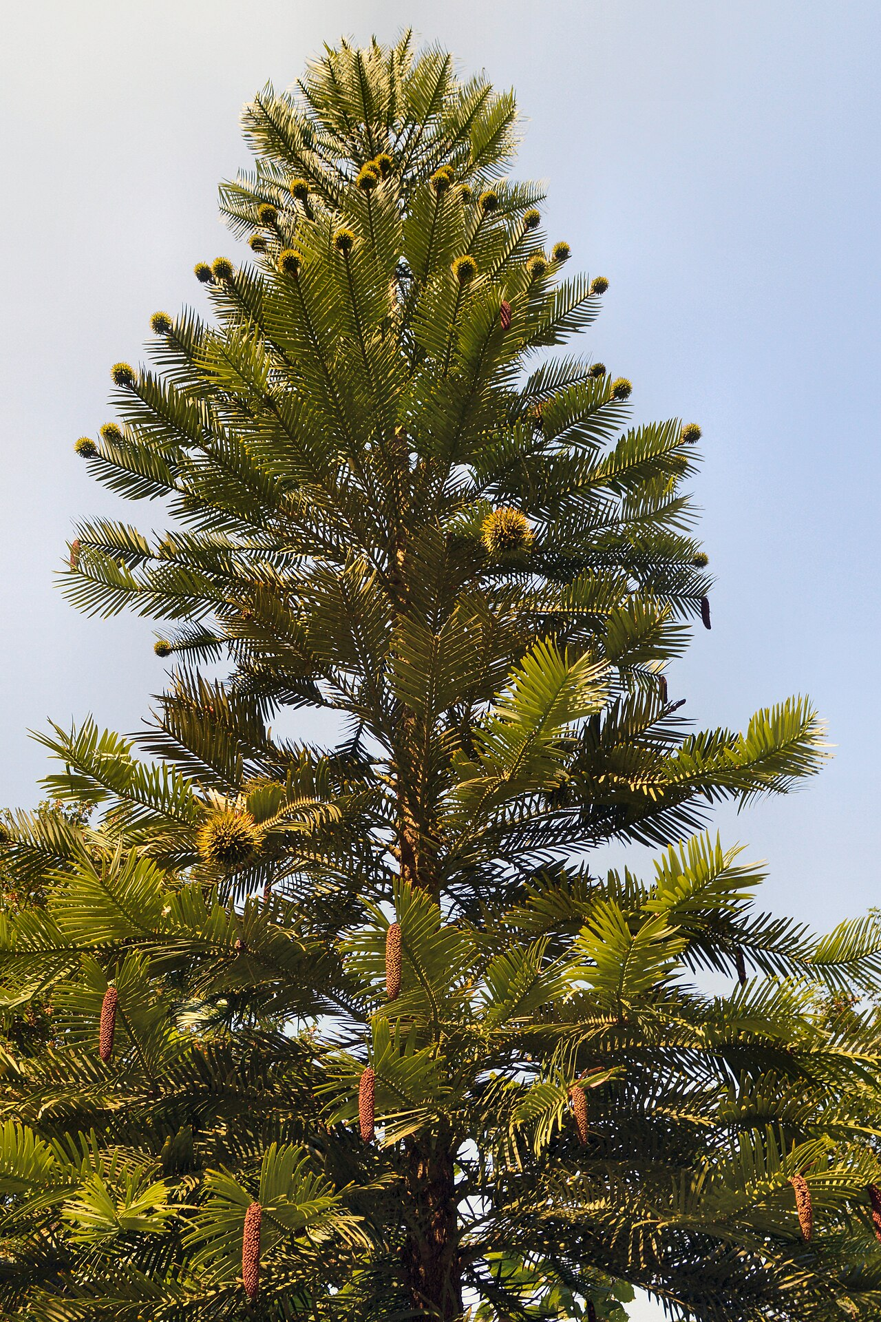 The Wollemi Pines