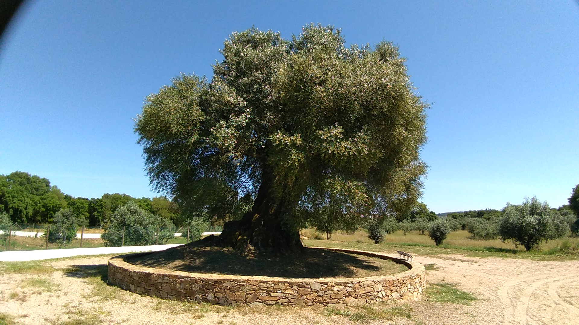 Olive Trees