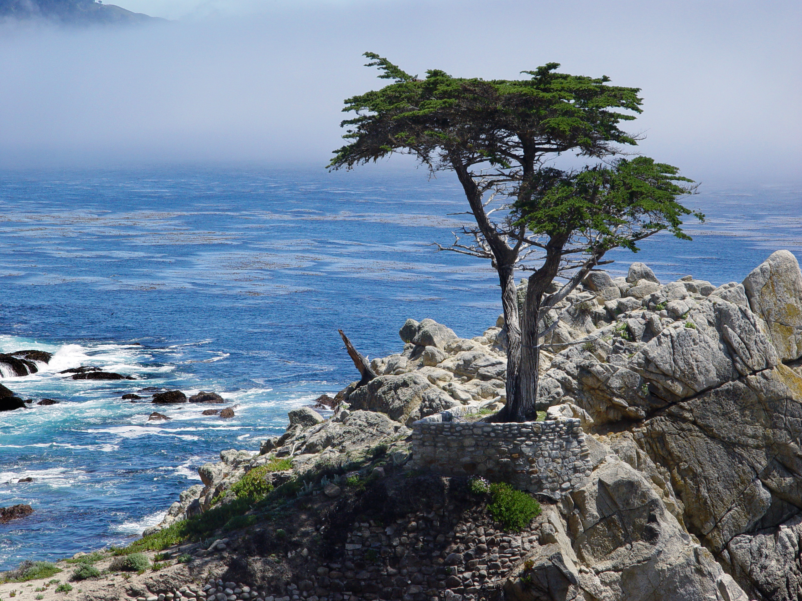 The Lone Cypress