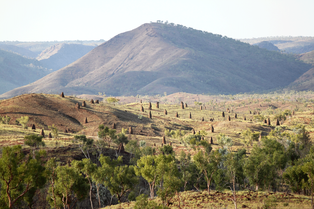 Termite Mounds