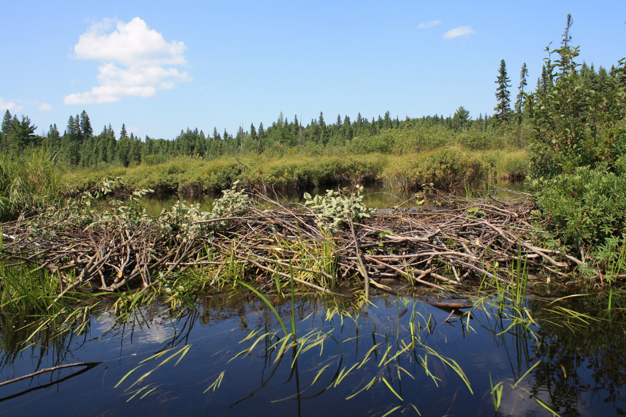 Beaver Dams