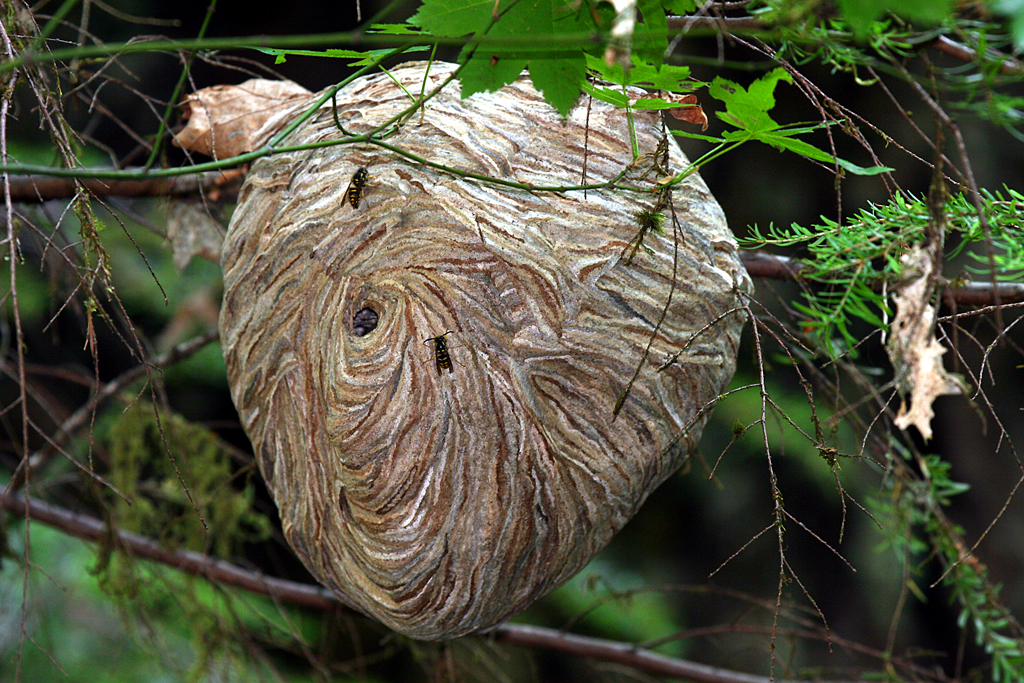 Paper Wasp Nests