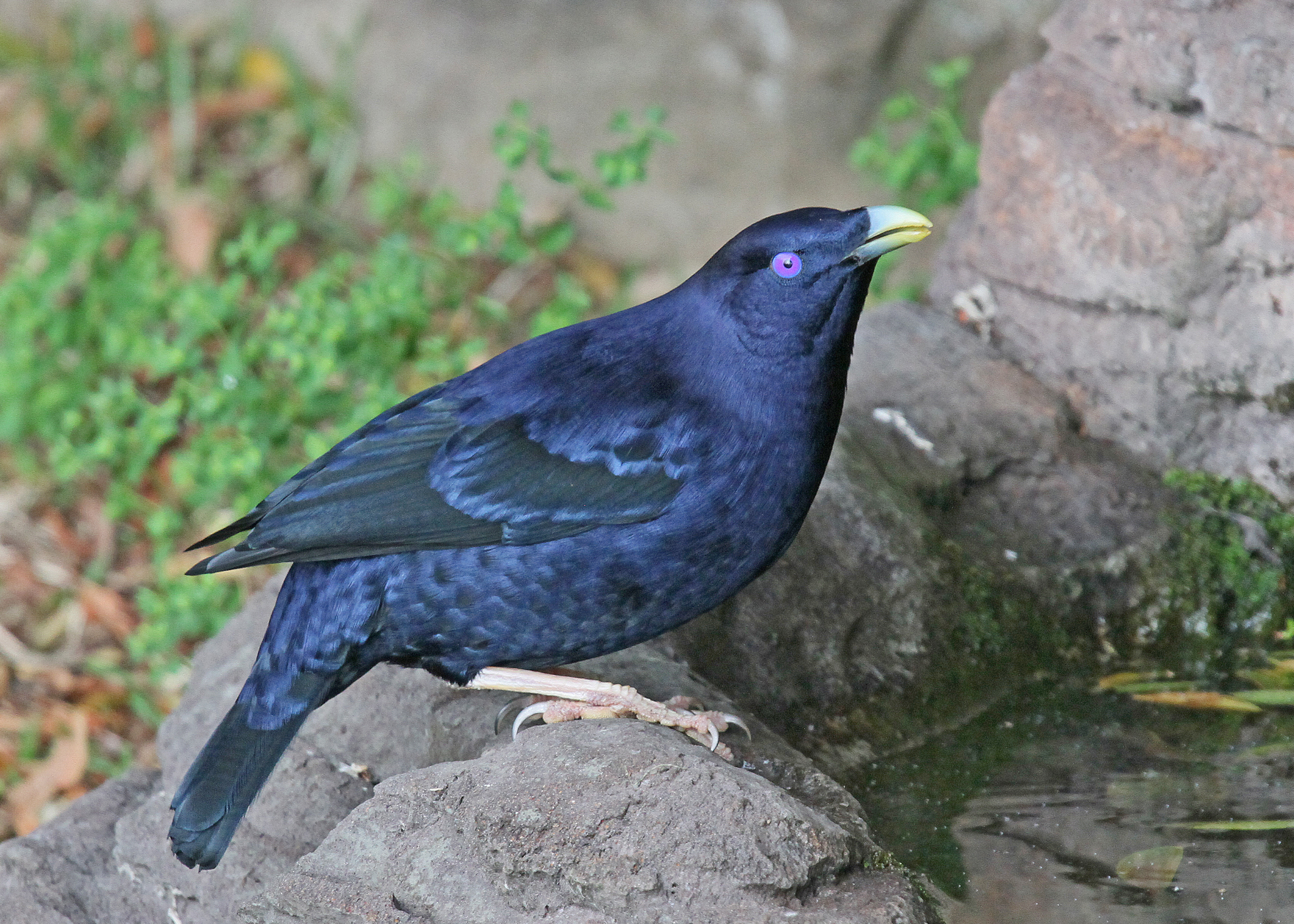 Bowerbird Bowers