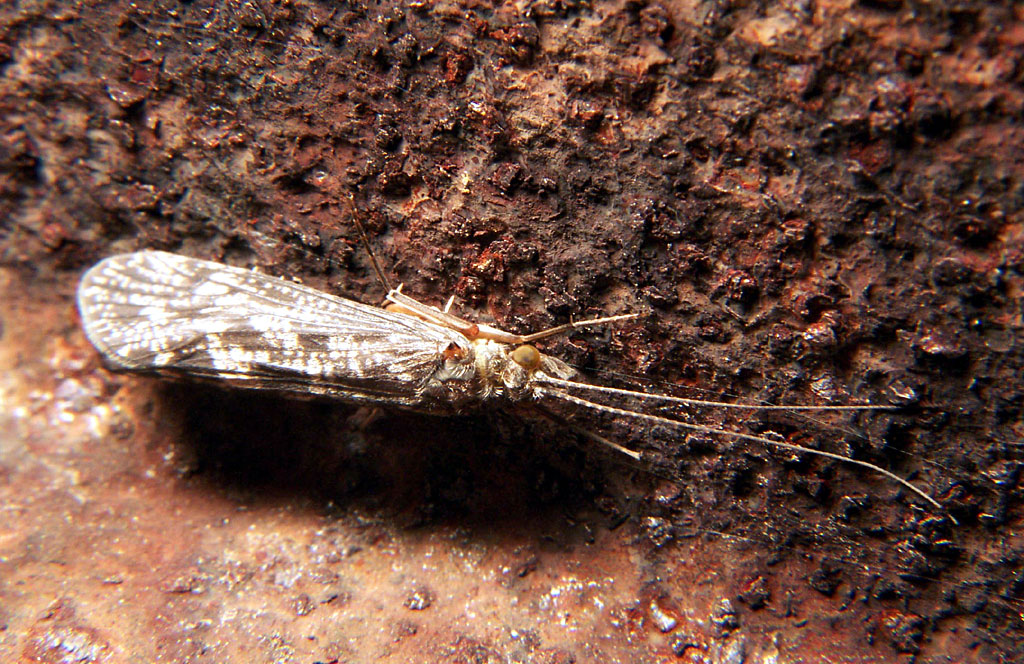 Caddisfly Larval Cases