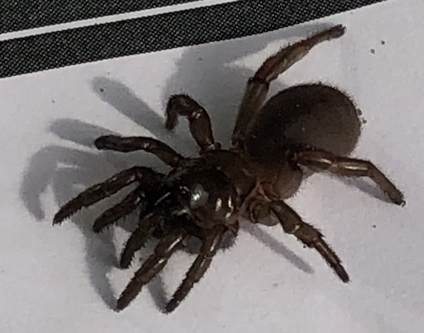 Trapdoor Spider Burrows