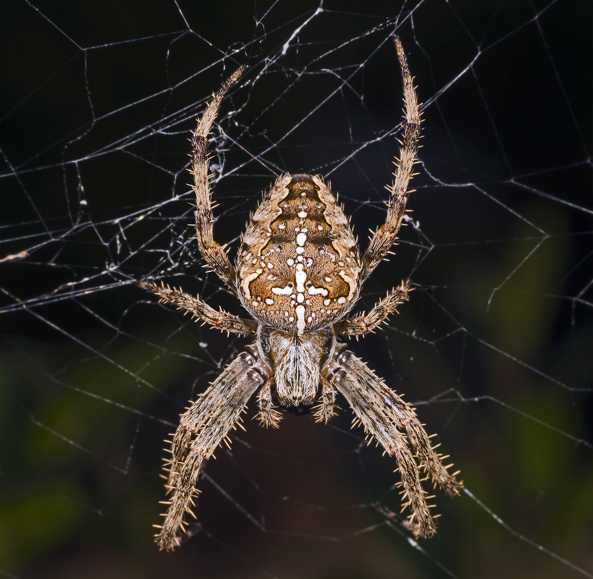 Orb Webs