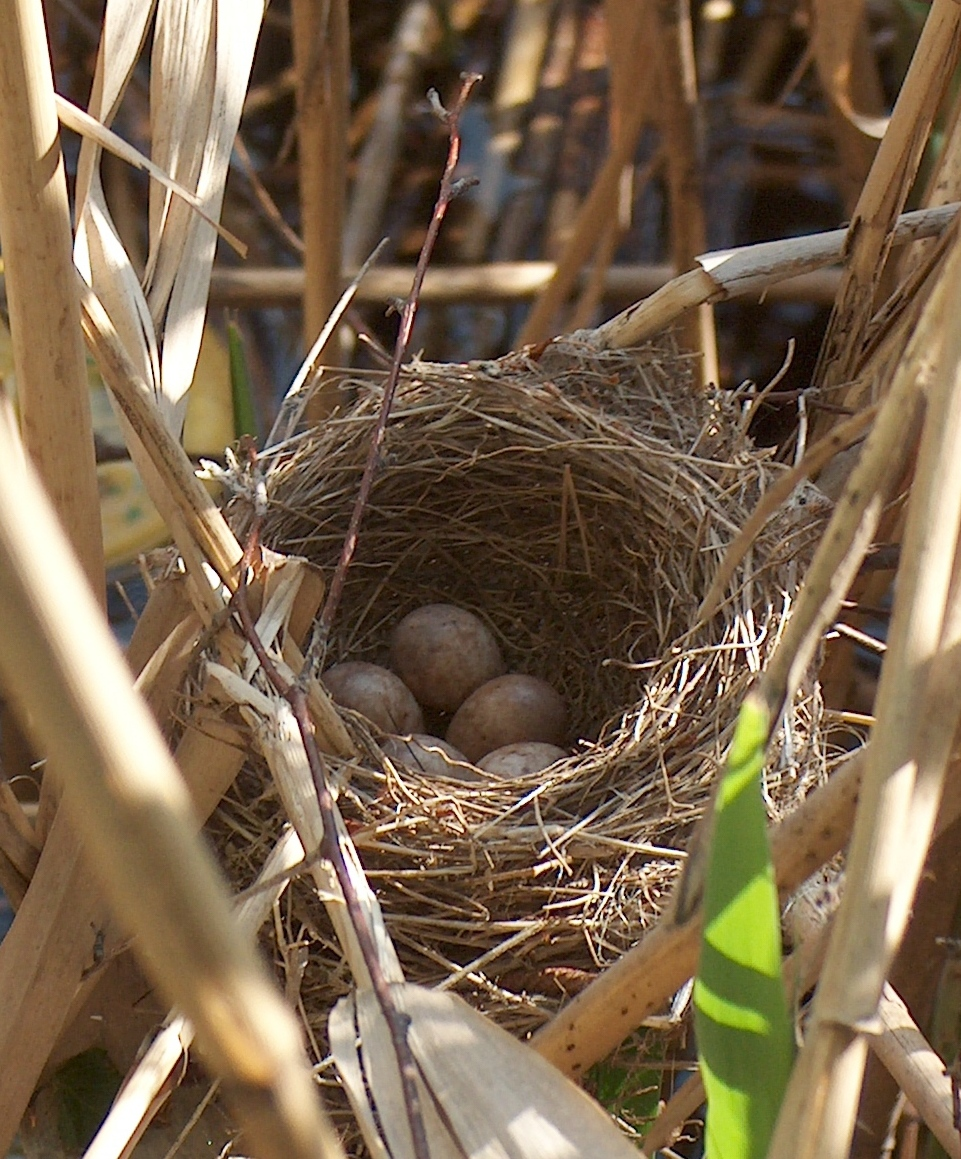 Mound-Building Bird Nests
