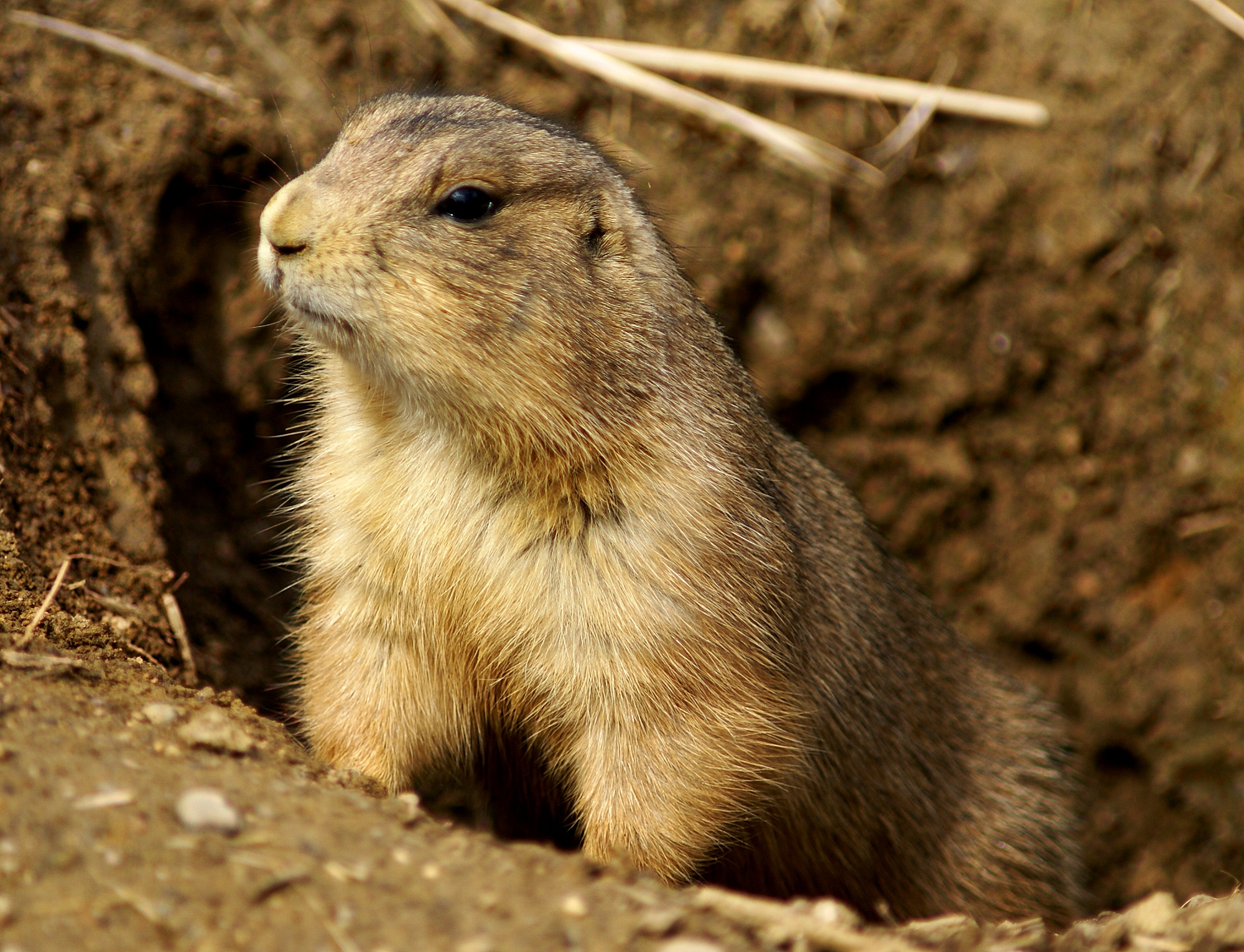 Prairie Dog Burrow Systems