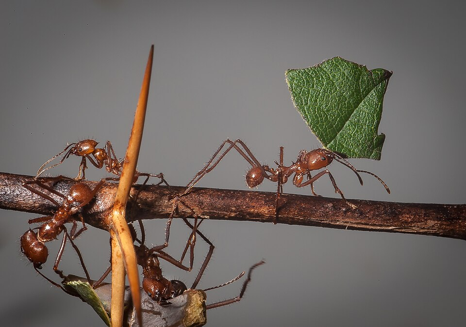 Leafcutter Ant