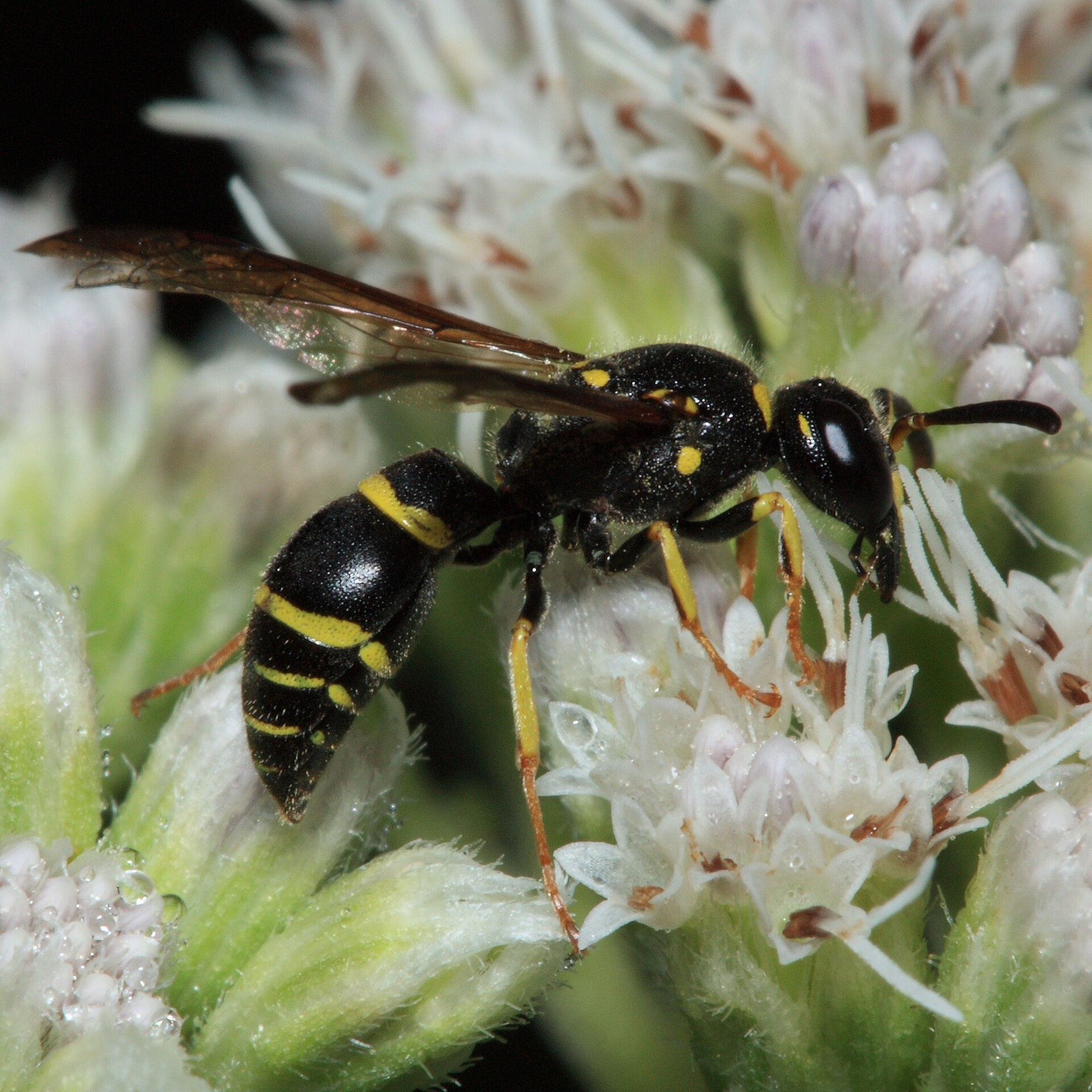 Potter Wasp Cells