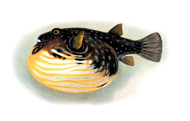 Pufferfish Seabed