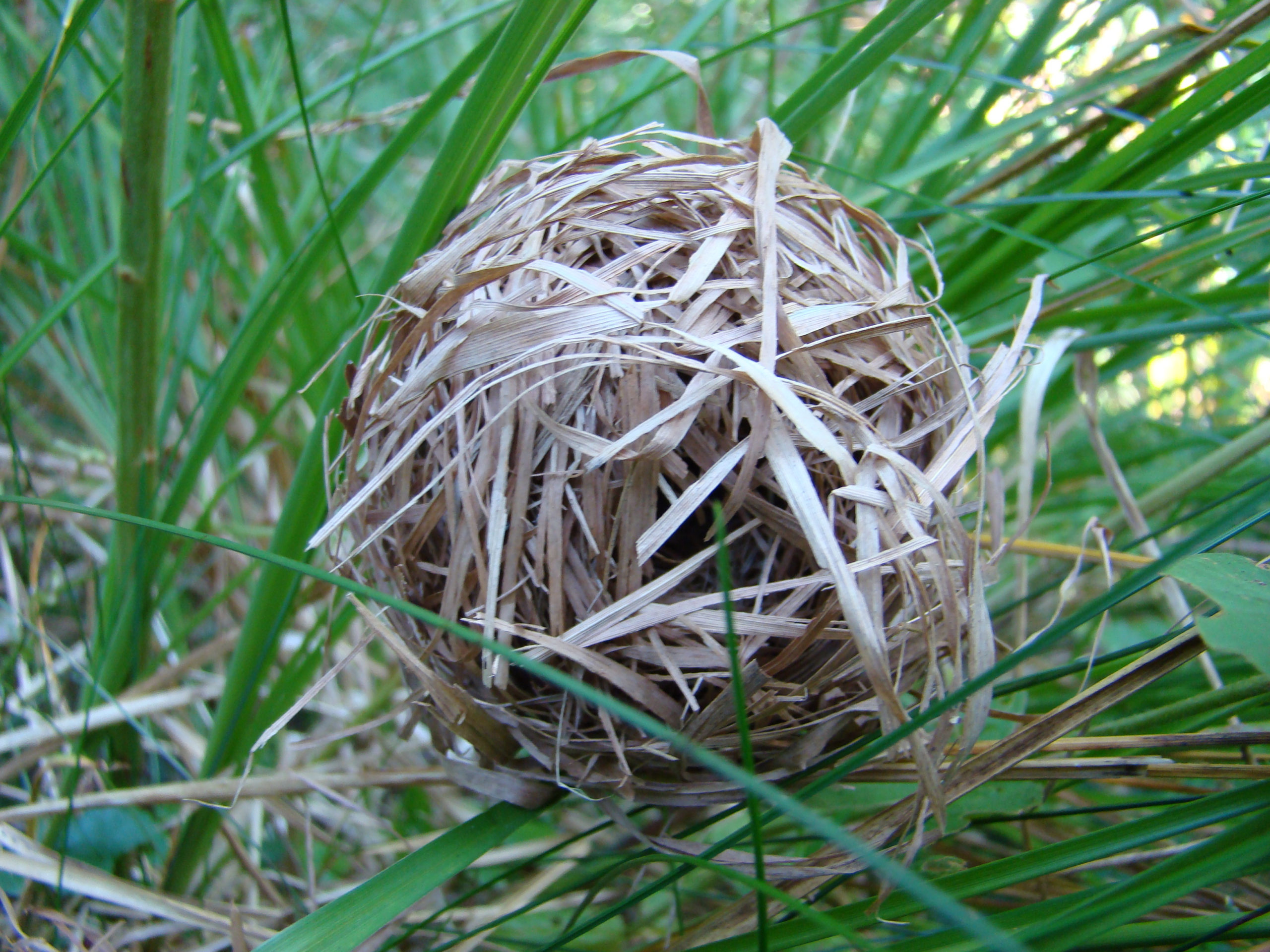 Harvest Mouse Nests