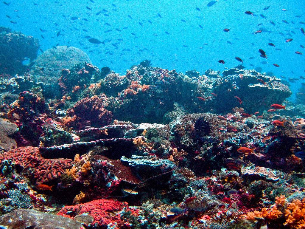 Coral Reef Frameworks