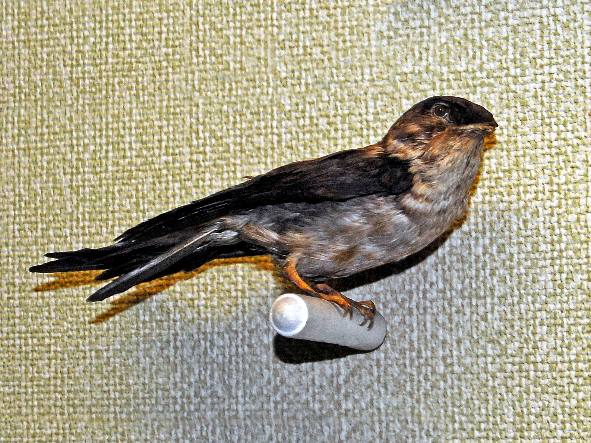 Swiftlet Saliva Nests