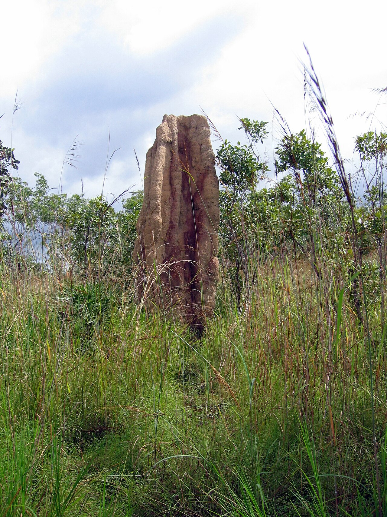 termite mound structure