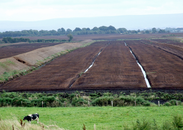 peat bog landscape