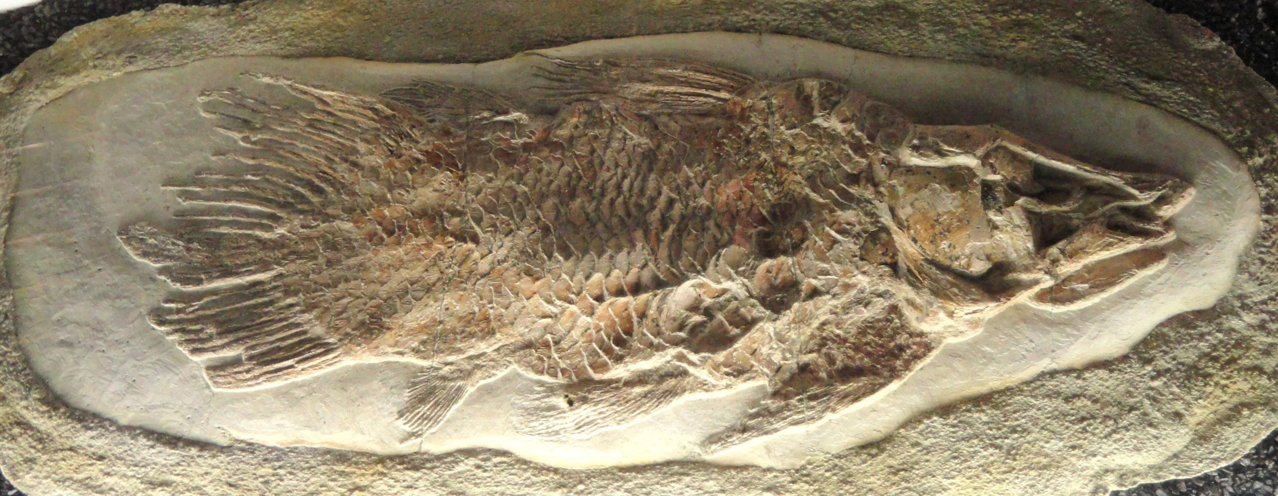 Coelacanth