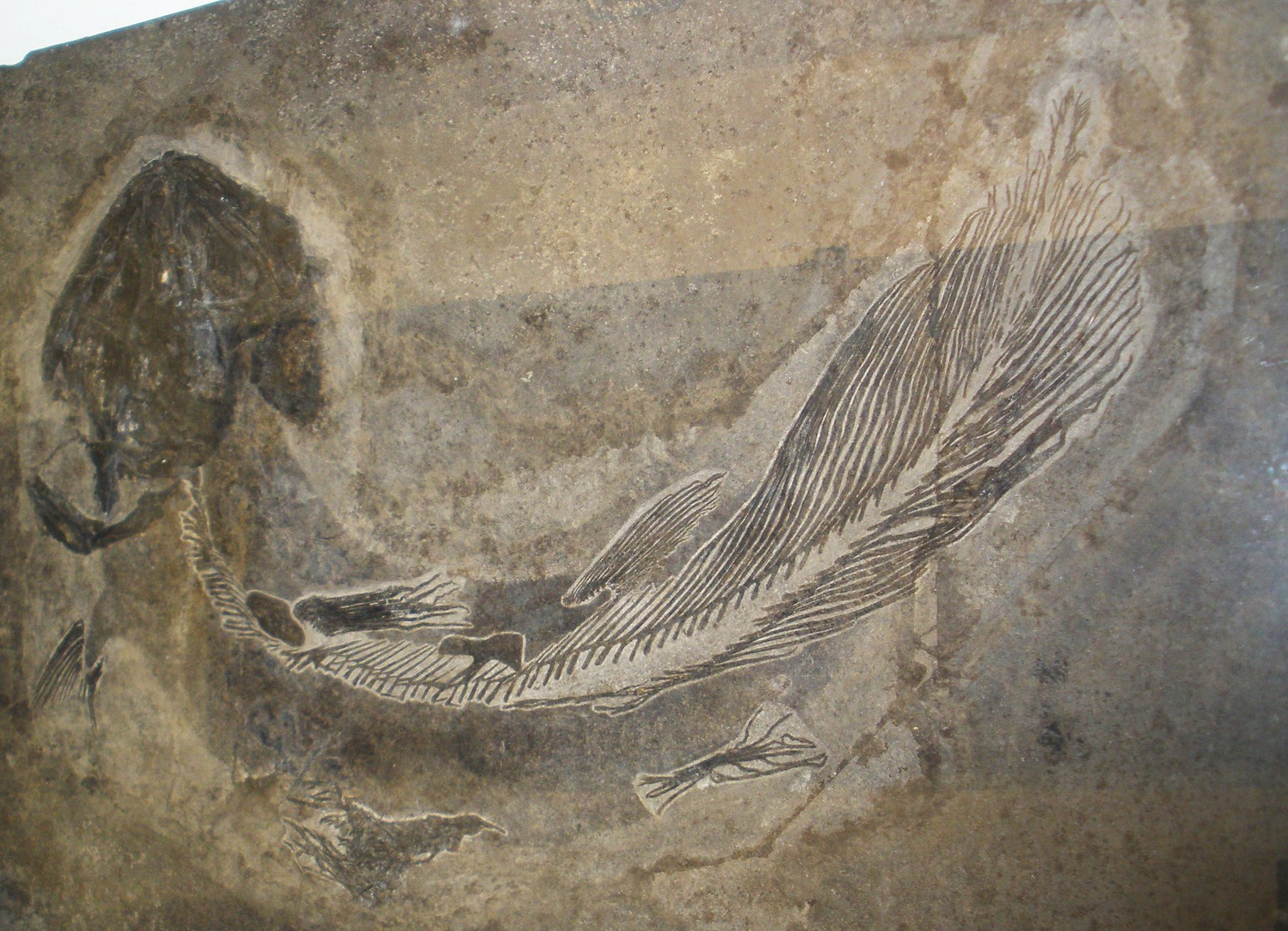 Coelacanth