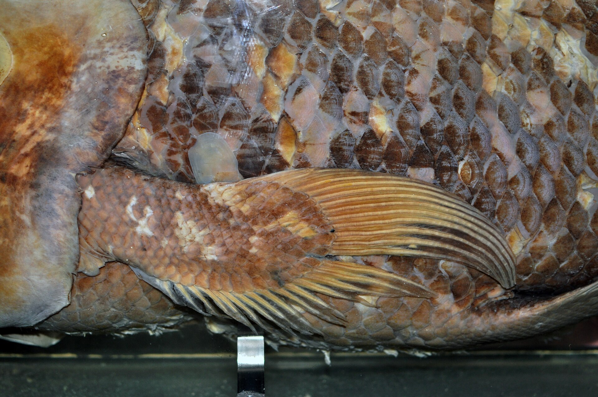 Coelacanth