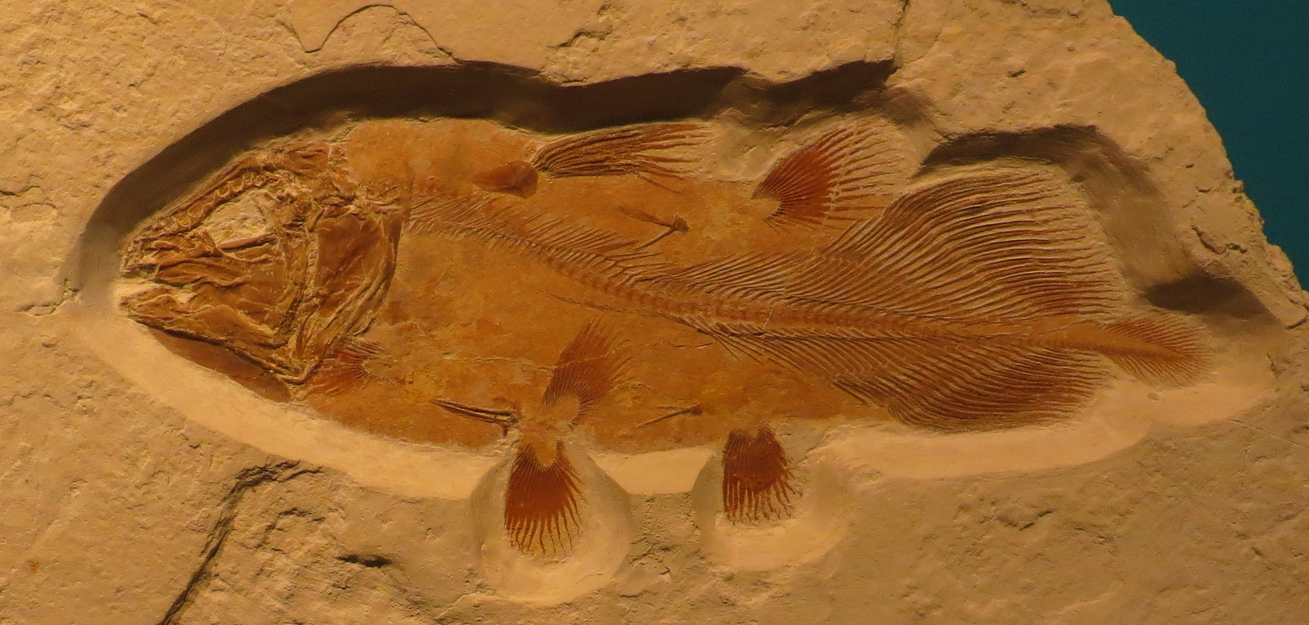 Coelacanth