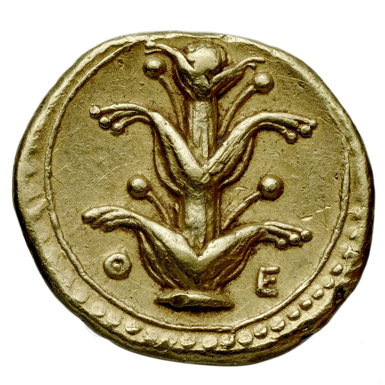 ancient Cyrene coin silphium