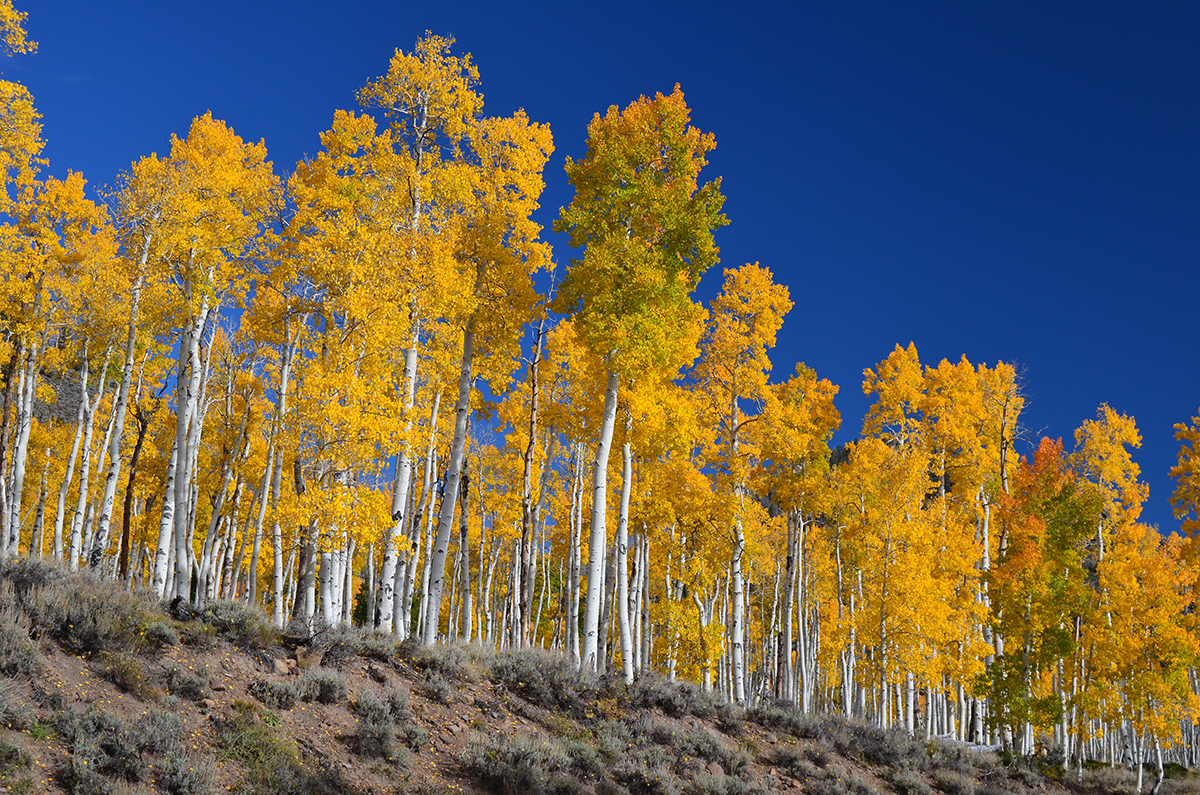 quaking aspen grove Utah