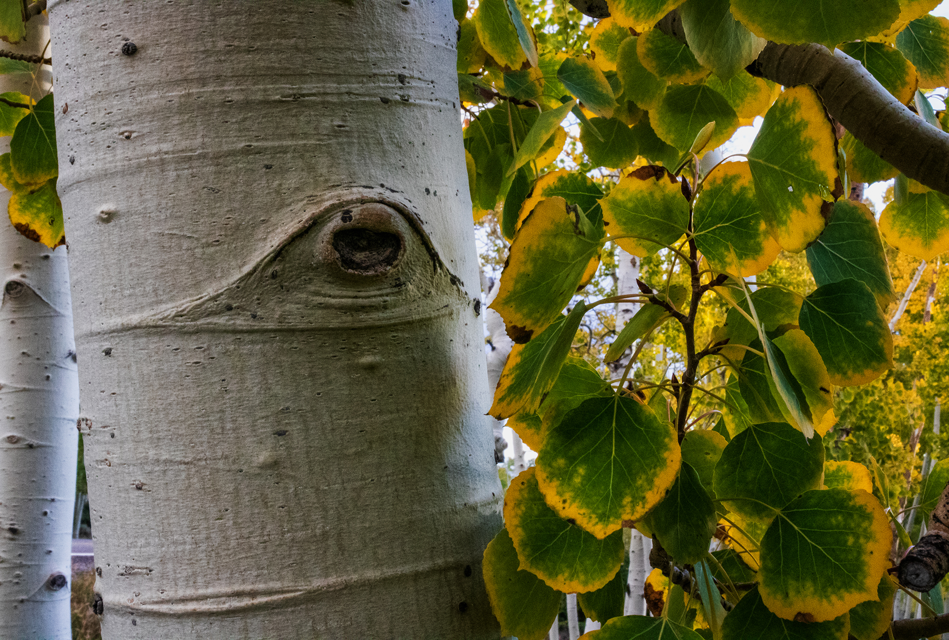 quaking aspen grove Utah