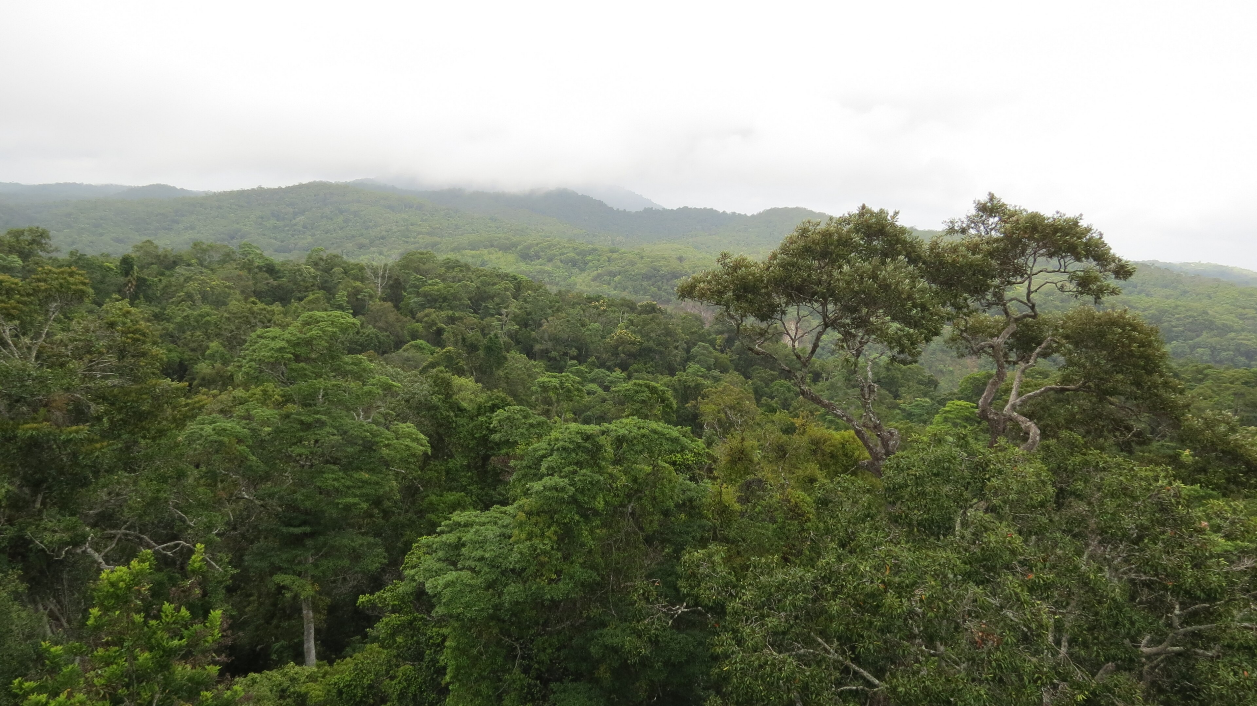 Daintree Rainforest