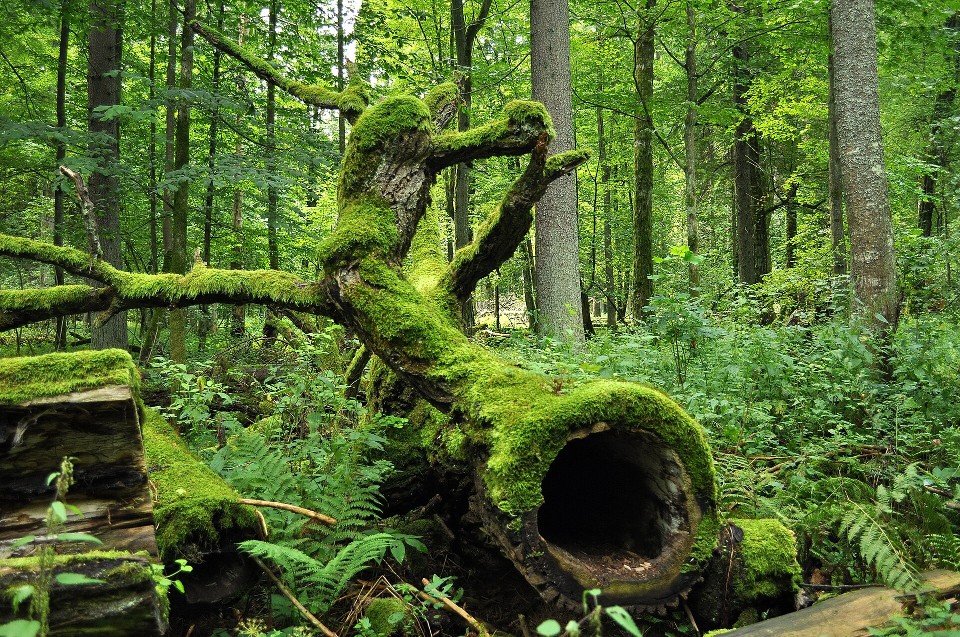 Białowieża Forest