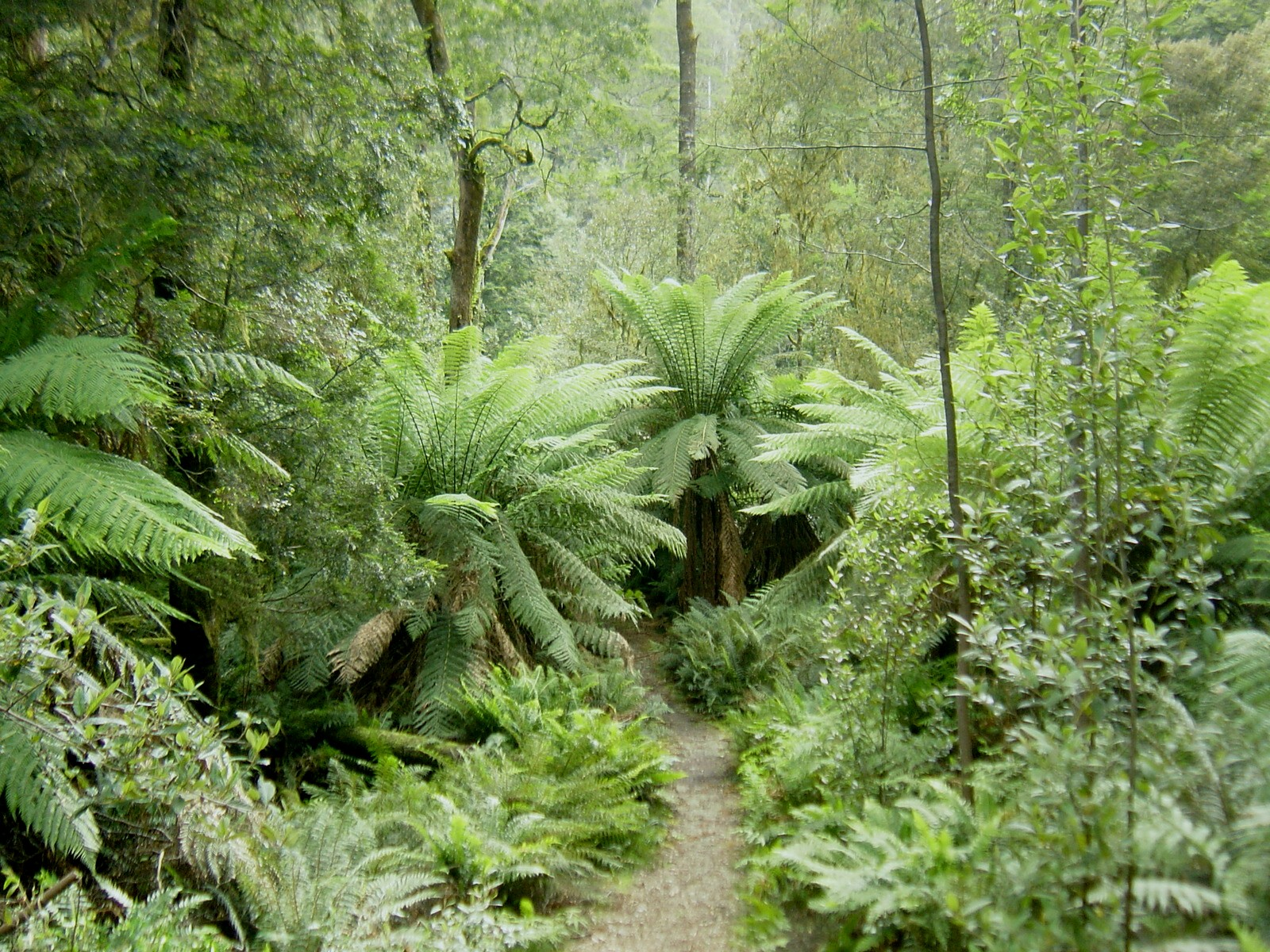 Tarkine