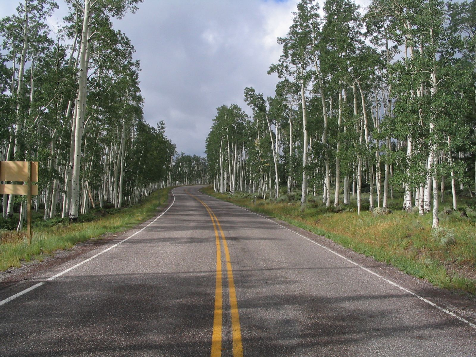 quaking aspen grove Utah