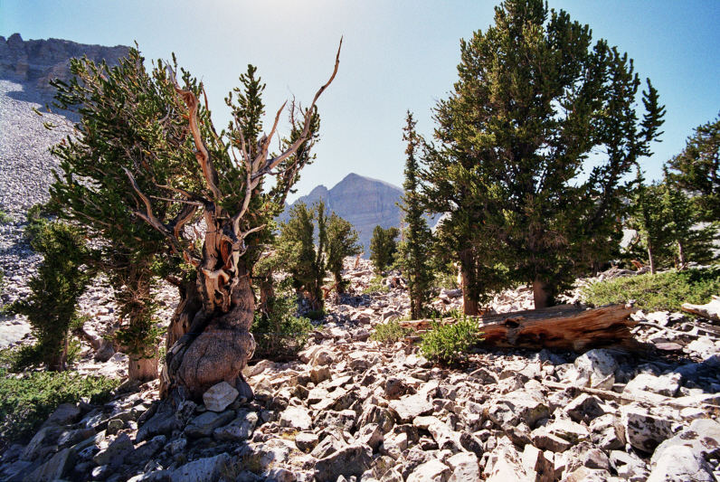 Bristlecone Pine Forest