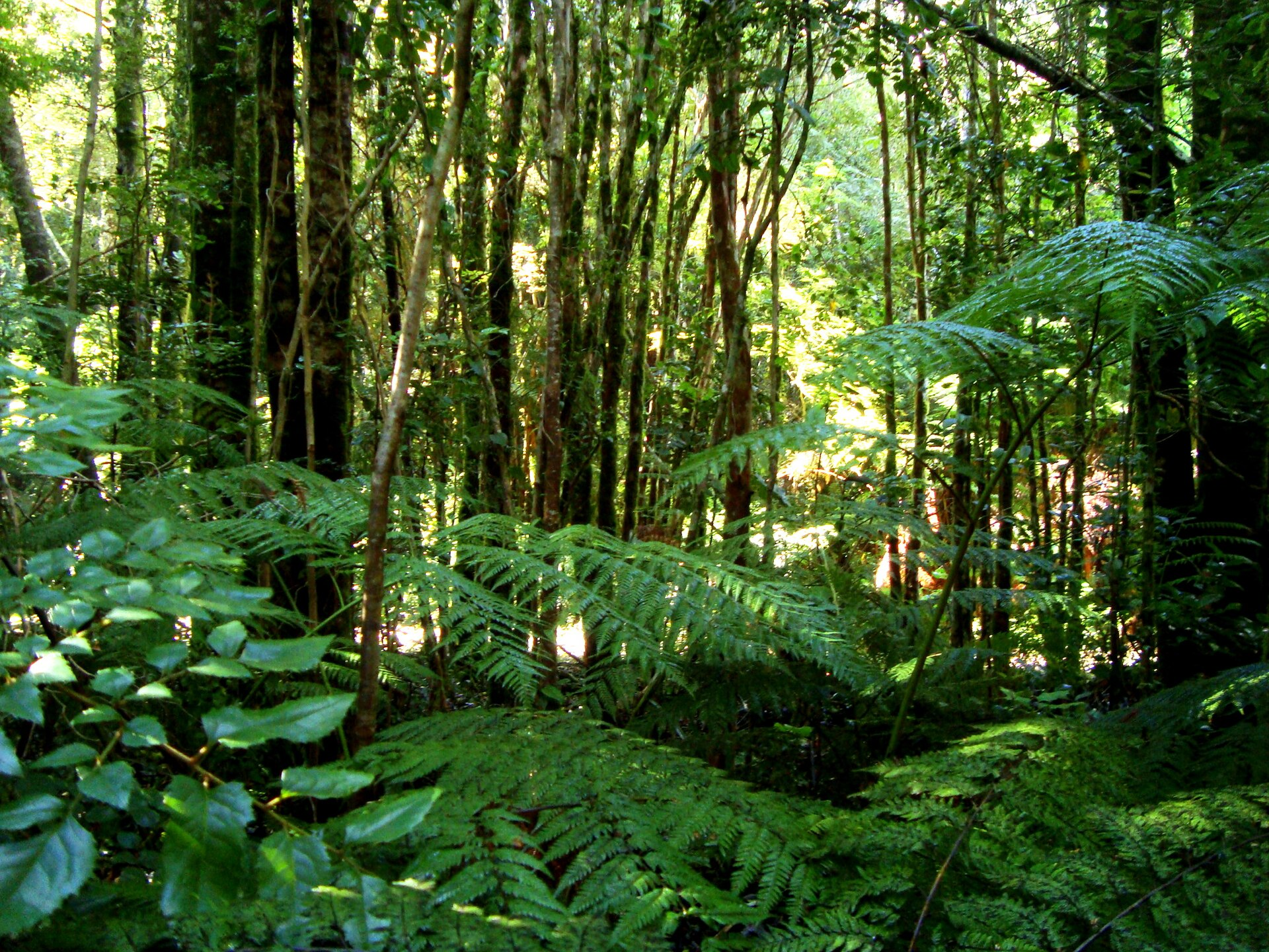 Valdivian Rainforest