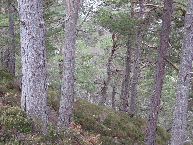 Caledonian Forest Remnants