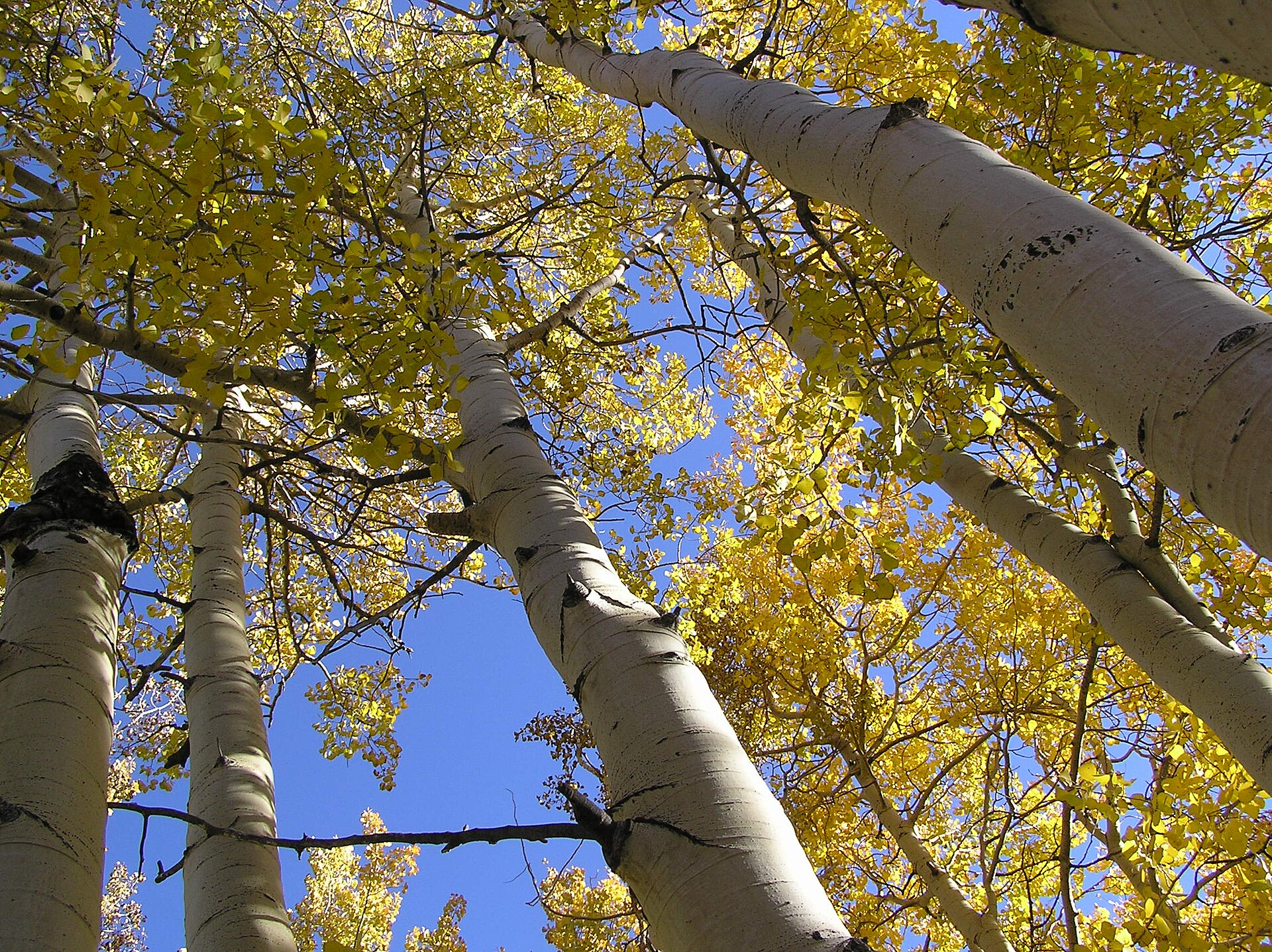 quaking aspen grove Utah